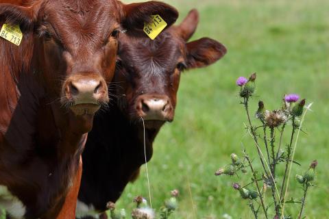 Das Moor, seine Geschichte & Facetten